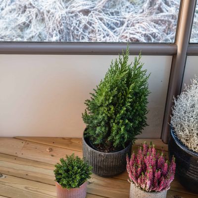 Potteplanter og vinterlyng plassert på tregulv ved vindu på veranda